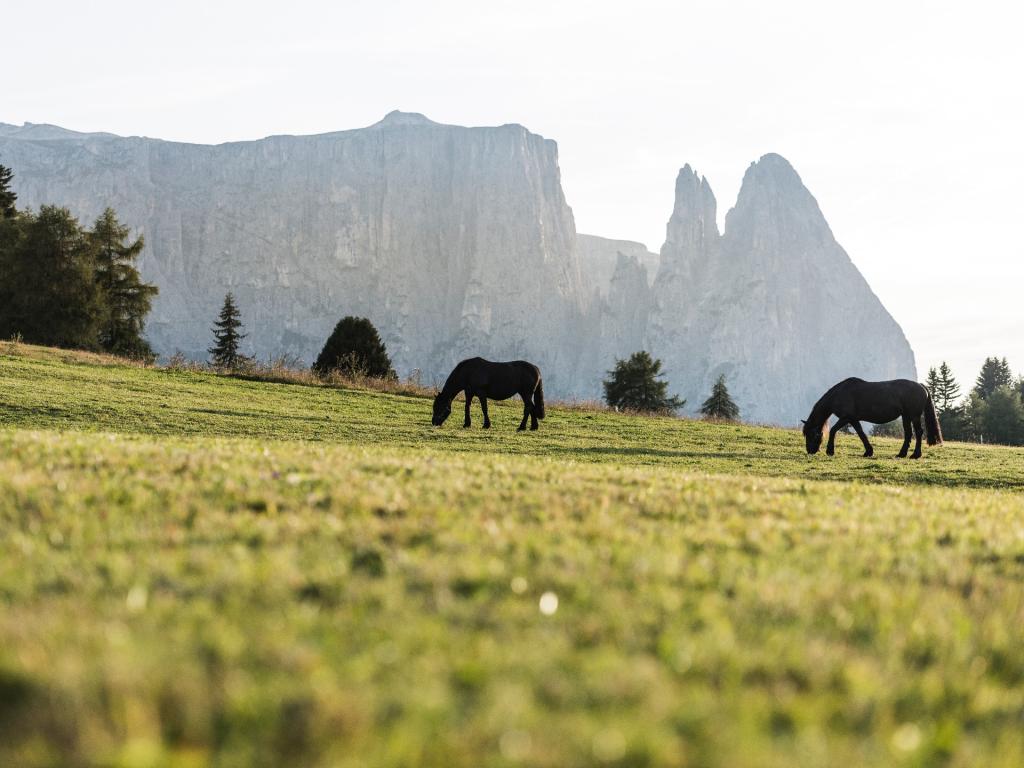 Cavalli al pascolo - Vacanze sull'Alpe di Siusi