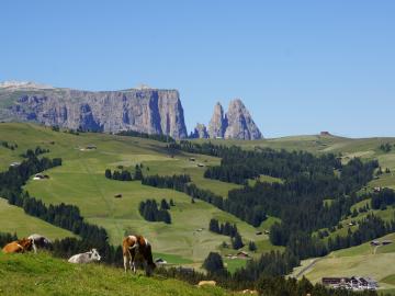 Schlern und Seiser Alm Dolomiten im Sommer