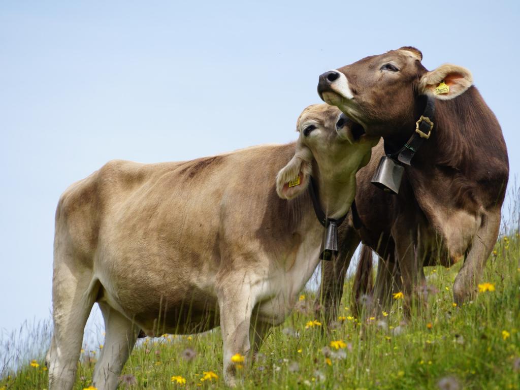 Mucche al pascolo - Val Gardena