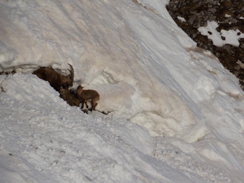 Ibex in the Dolomites